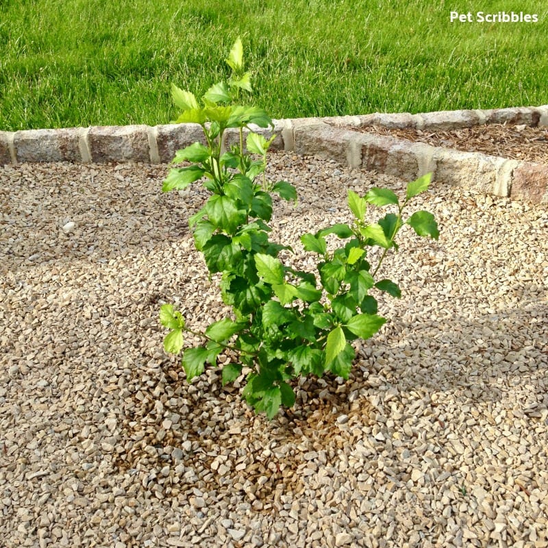 newly planted Helene Rose of Sharon