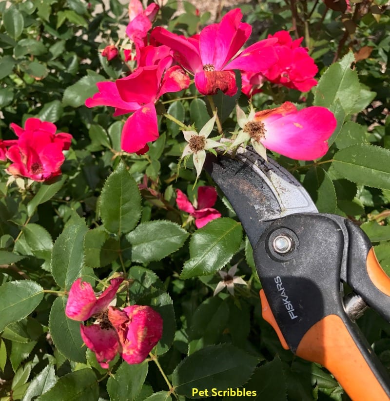 how to deadhead knockout roses using bypass pruners