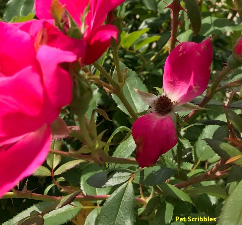 An individual rose with only two petals left: another candidate for deadheading.