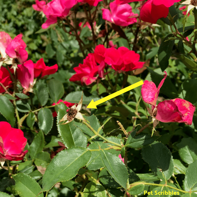 The yellow arrow points to an example of what to cut off the shrub.