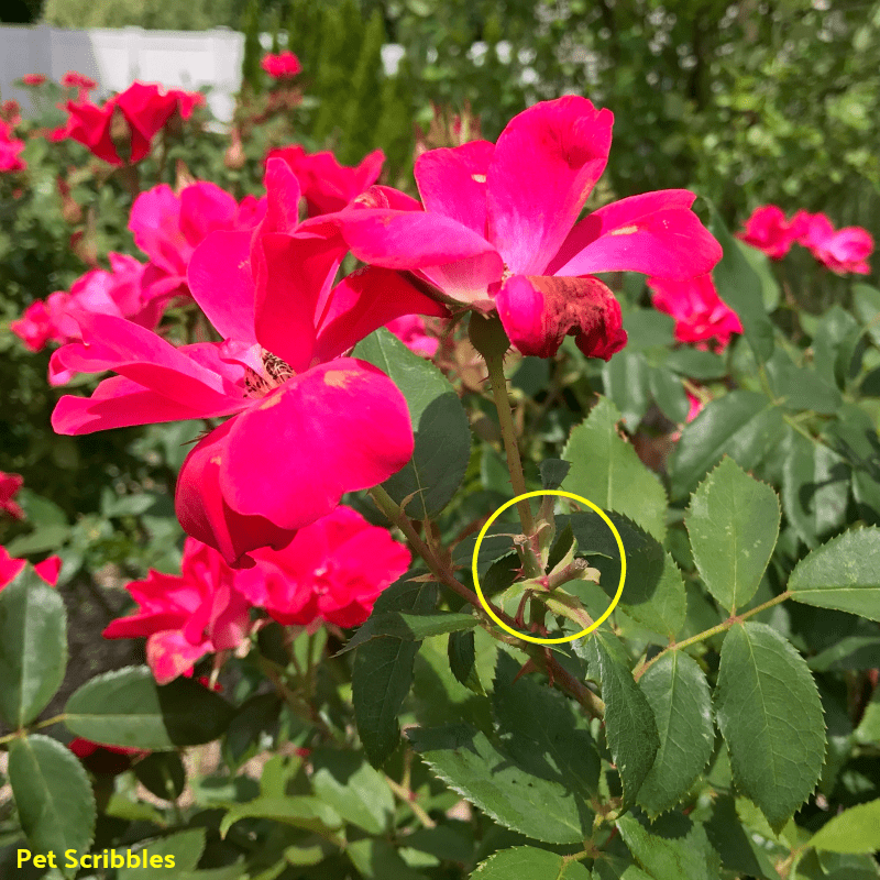 A yellow circle shows what's left after you remove a spent bloom.