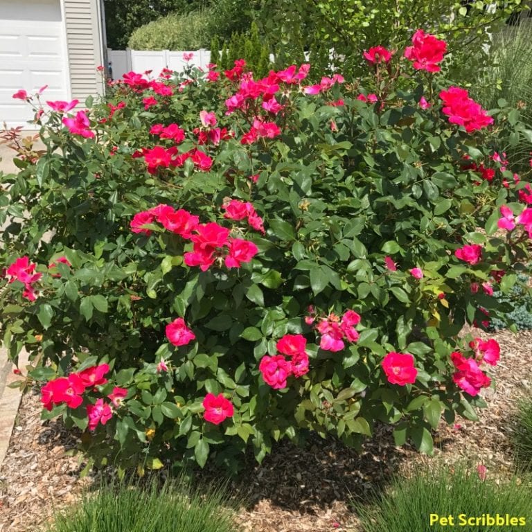 Should You Deadhead Knockout Roses? Garden Sanity by Pet Scribbles