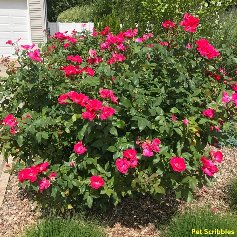 Knockout Rose bush in Summer before any deadheading has been done