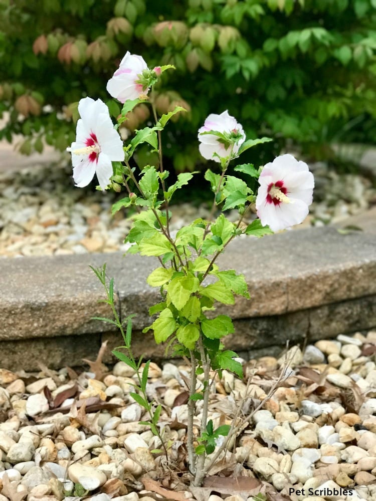 small Helene Rose of Sharon plant