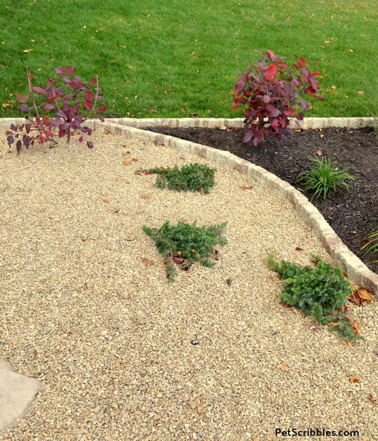 small Smoke Bush shrubs in Fall