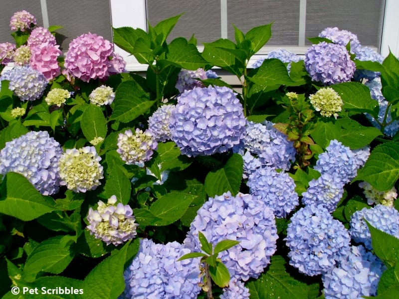 Endless Summer Hydrangeas