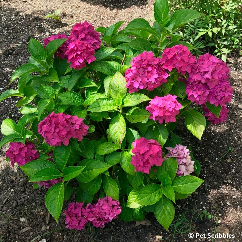 Pia Dwarf Hydrangea Shrub with bright pink flowers