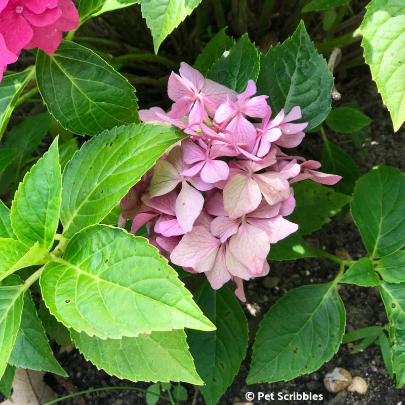 Pia Hydrangea flower