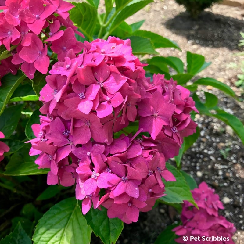 Pia Hydrangea pink flowers