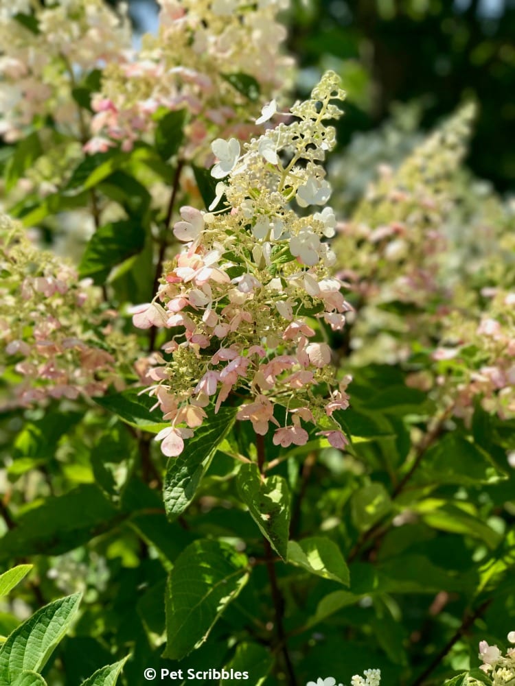 Pinky Winky Hydrangea flowers