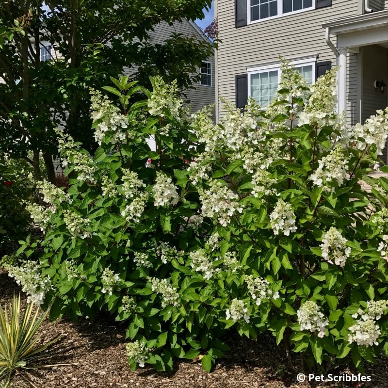 Pinky Winky Hydrangeas in Summer