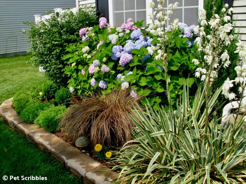 Summer perennial garden with Endless Summer hydrangeas