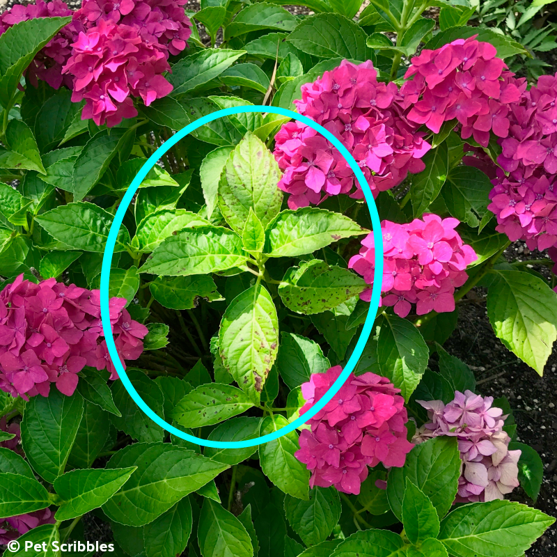 black spot on hydrangea leaves