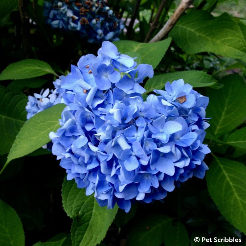 blue hydrangea flower