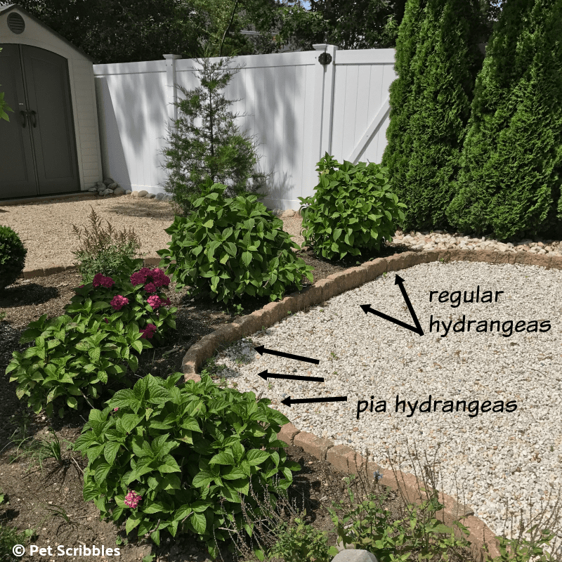 dwarf hydrangea size