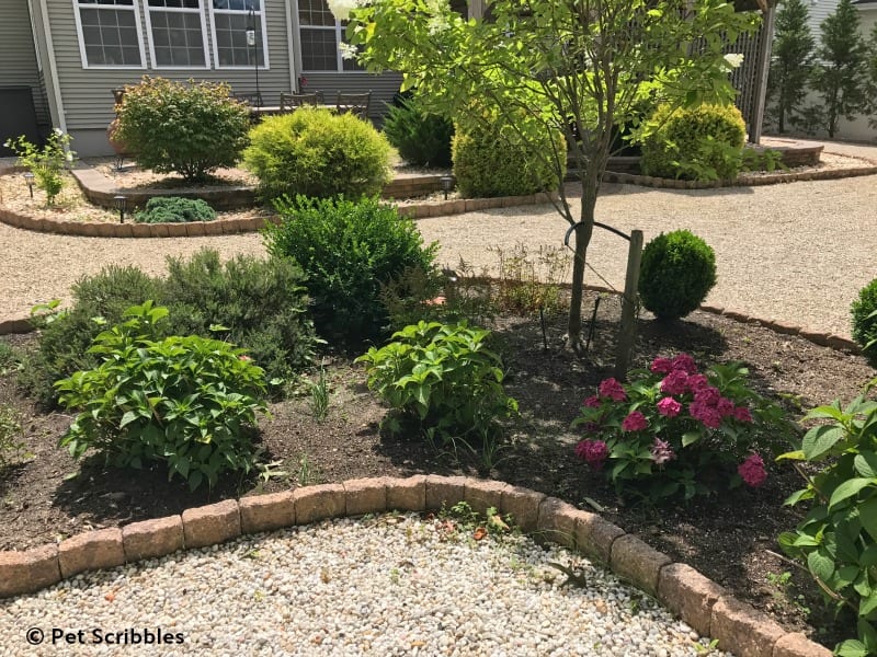 transplanting dwarf hydrangeas