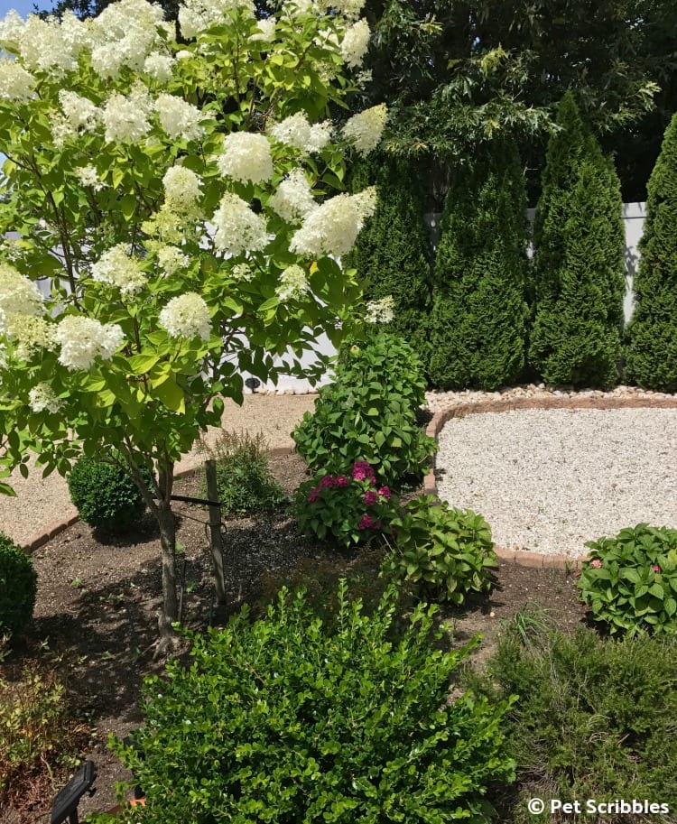 hydrangeas in the garden