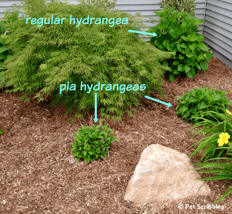 small Hydrangea shrubs