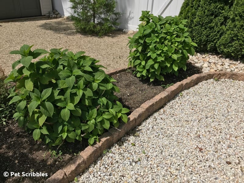 transplanting hydrangeas