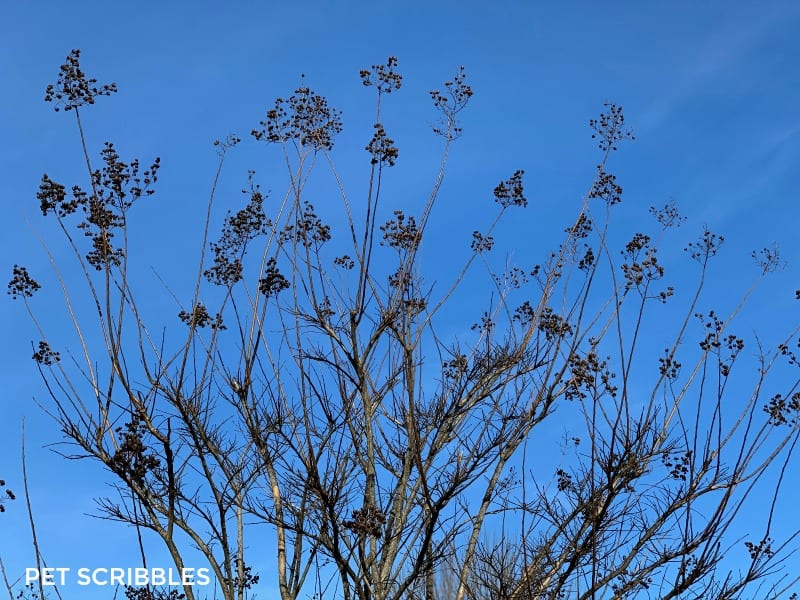 Crepe Myrtle Tree in Winter