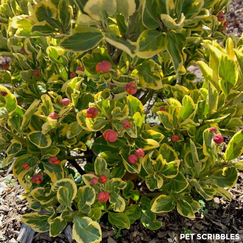 Golden Euonymus