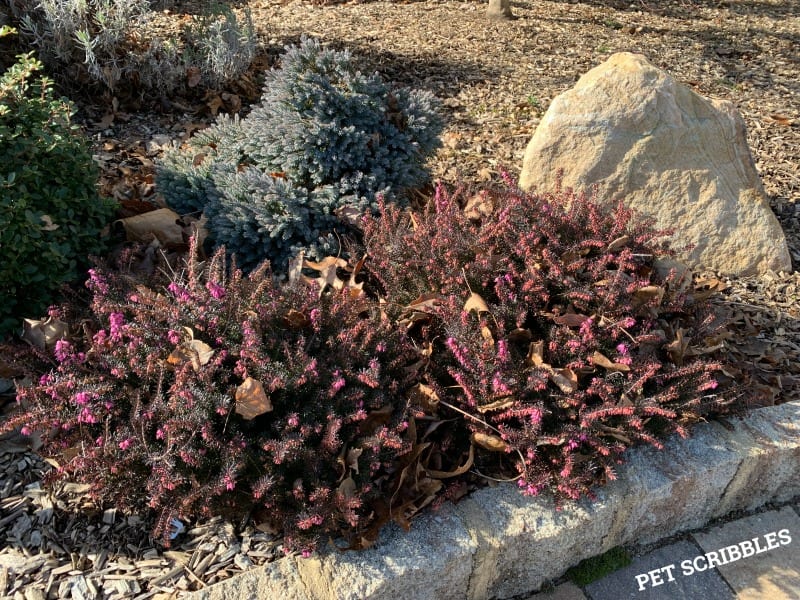 Kramer's Red Heather blooming in Winter