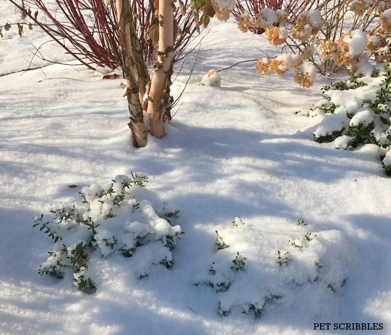 Lithodora in Winter