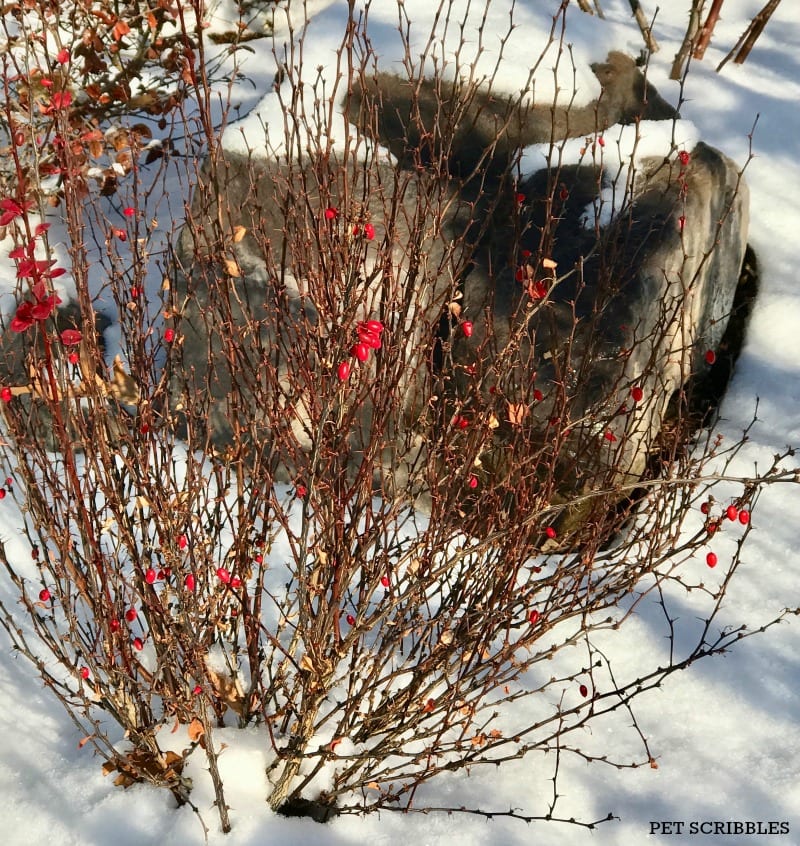 Orange Rocket Barberry in Winter