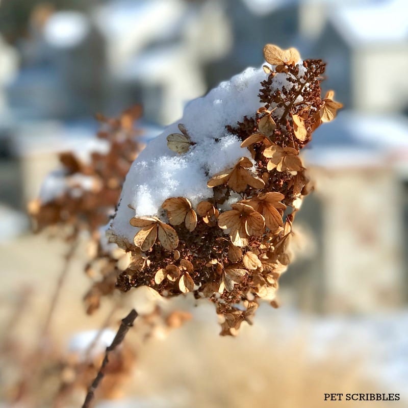 Pinky Winky Hydrangea in Winter