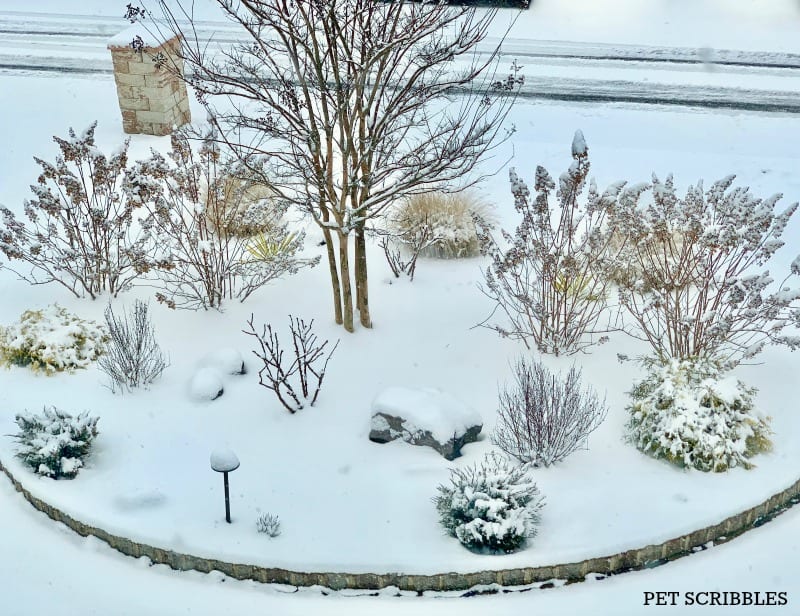 Snow-covered garden bed in Winter