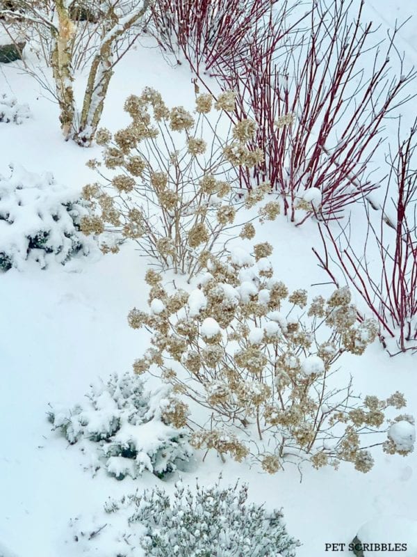 Snow-covered garden in Winter