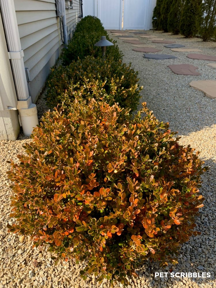 Winter Gem Boxwood rusty color