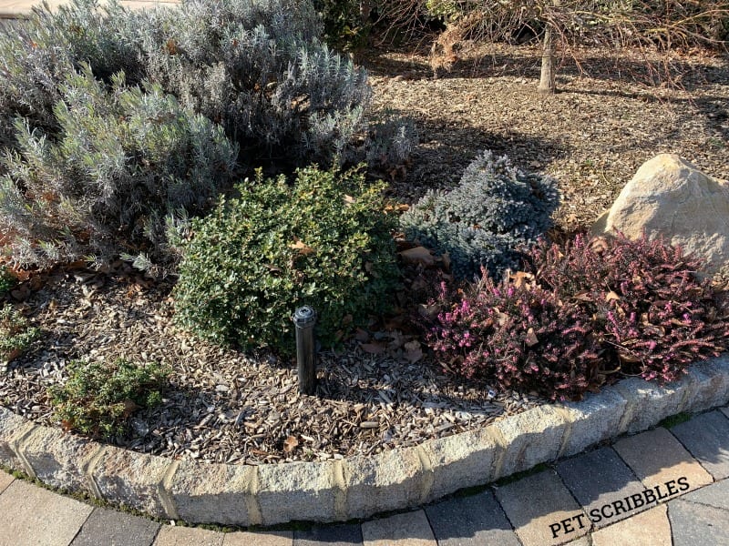 Evergreen garden shrubs in Winter