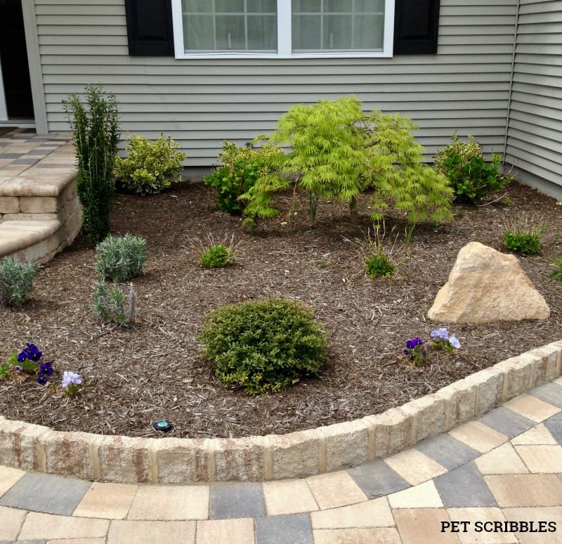 new garden bed in first Spring after planting