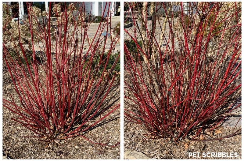 pruning Red Twig Dogwood