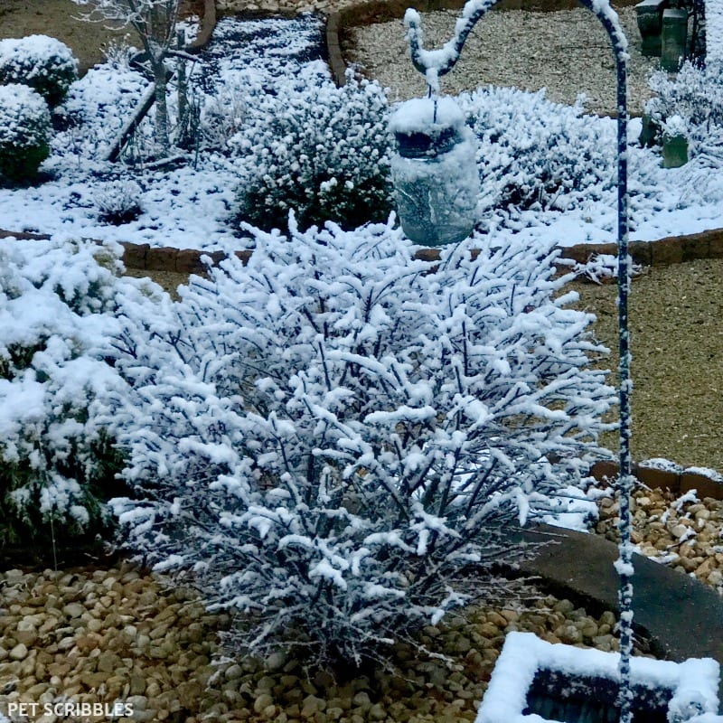 Burning Bush in Winter