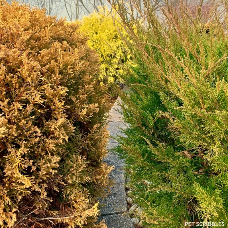 Colorful Winter Shrubs