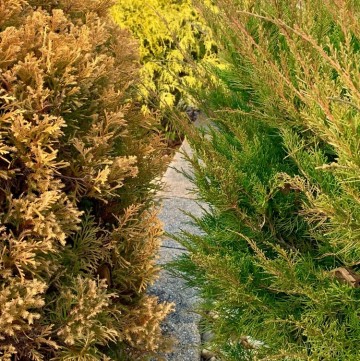 Colorful evergreen shrubs in Winter