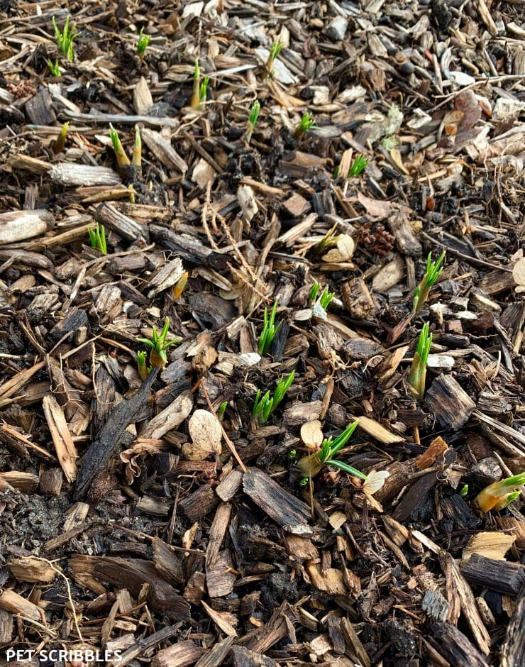 Crocus bulbs starting to sprout