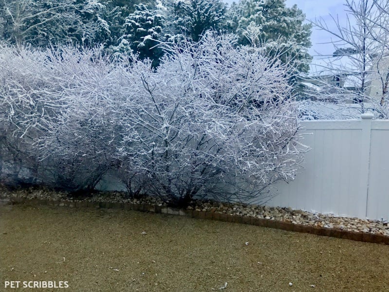 Dappled Willow Shrubs in Winter