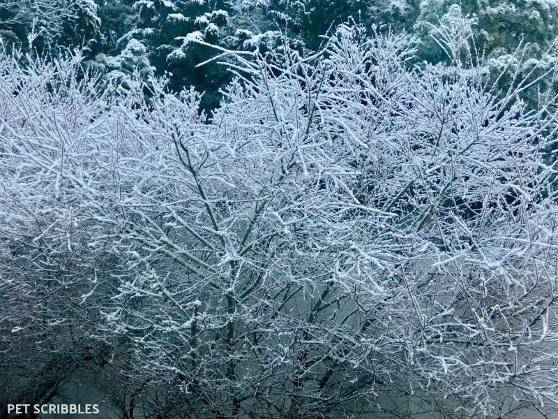 Dappled Willow covered in snow