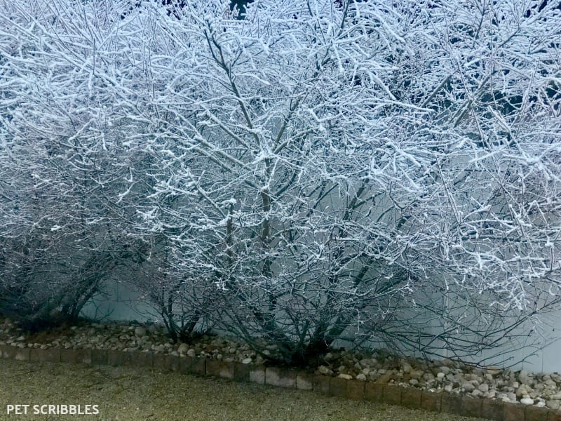 Dappled Willow in Winter