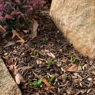 Early Signs of Spring in the Garden