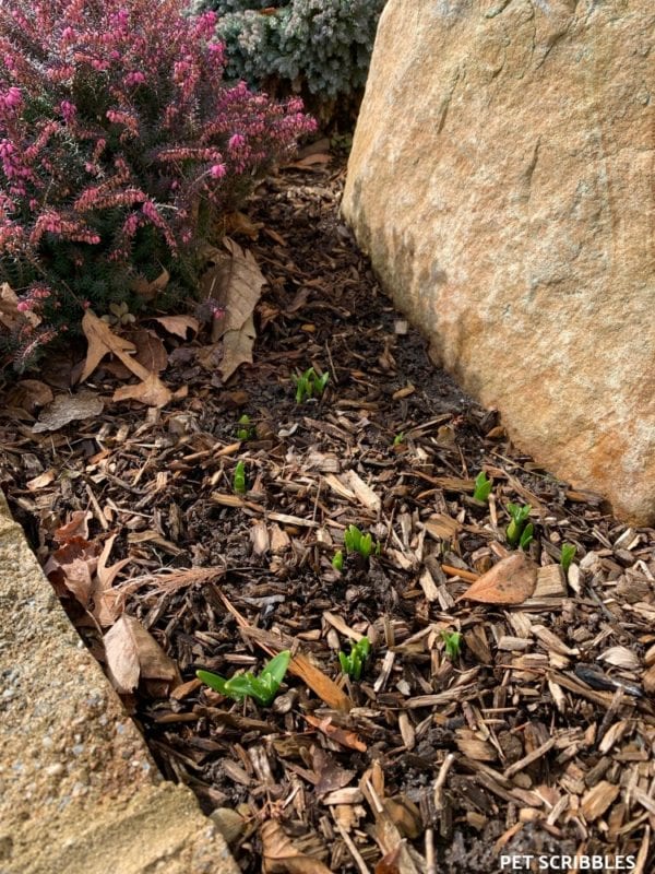 Early Signs of Spring in the Garden