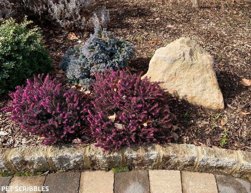 Kramer's Red Heather in late February