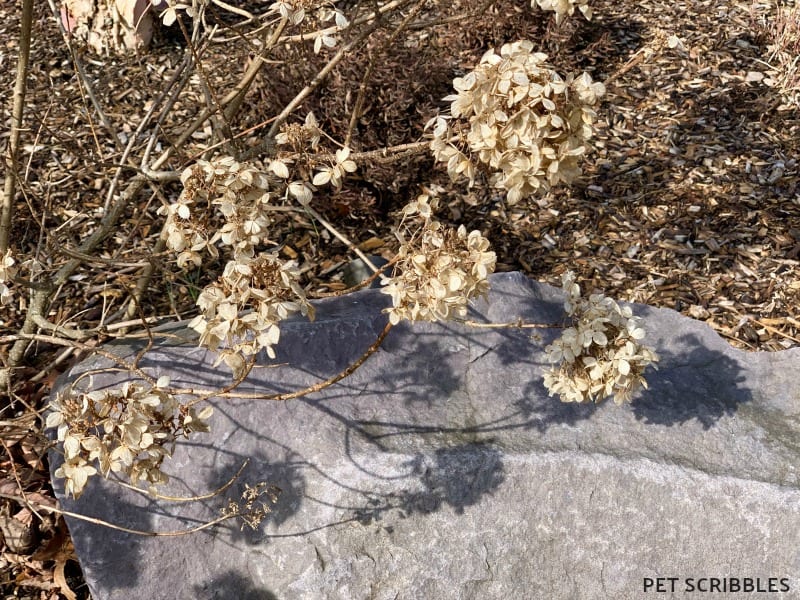 Limelight Hydrangea dried flower shadows on rock