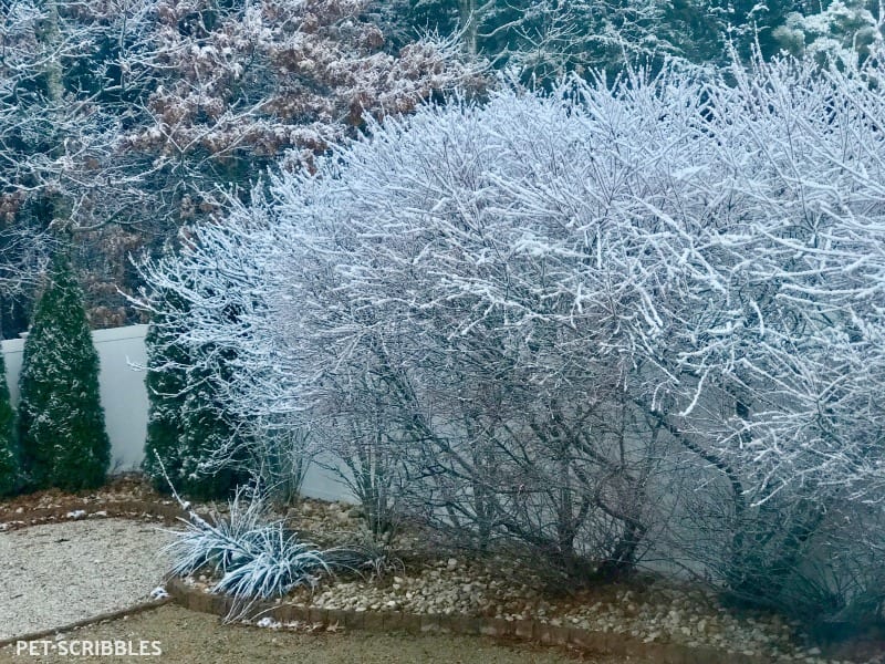 Snow Covered Dappled Willow