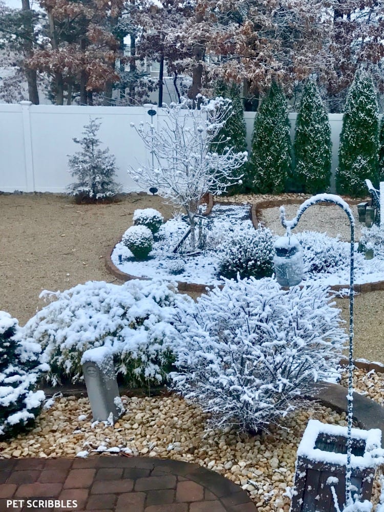 Winter stillness in the garden