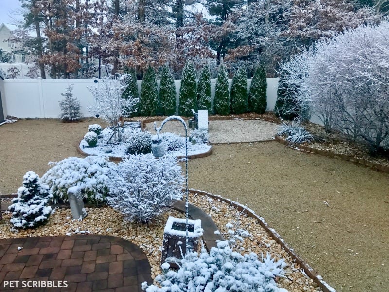 serene Winter stillness in the garden