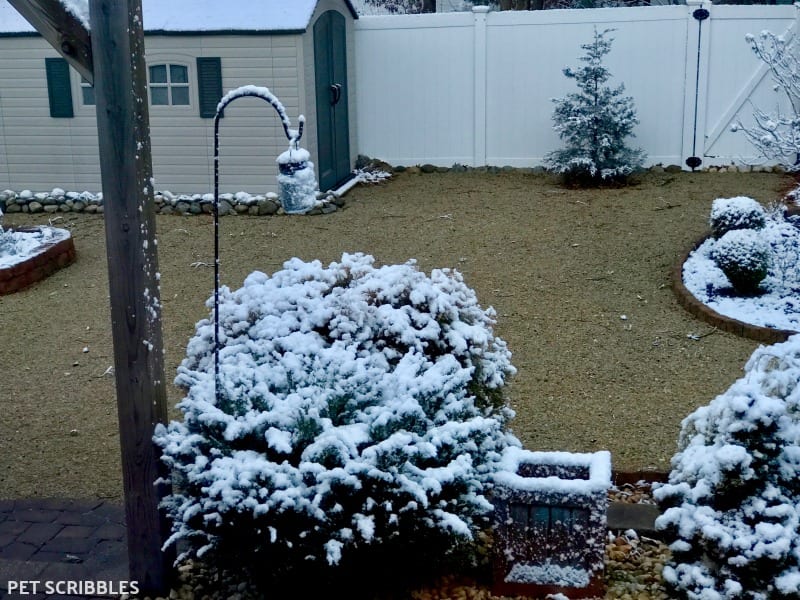 snow-covered shrubs